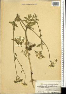 Lisaea heterocarpa (DC.) Boiss., Caucasus, Azerbaijan (K6) (Azerbaijan)