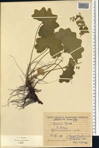 Alchemilla hians Juz., Eastern Europe, Eastern region (E10) (Russia)