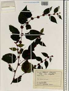 Lamiaceae, South Asia, South Asia (Asia outside ex-Soviet states and Mongolia) (ASIA) (India)