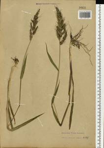 Echinochloa crus-galli (L.) P.Beauv., Eastern Europe, Lower Volga region (E9) (Russia)