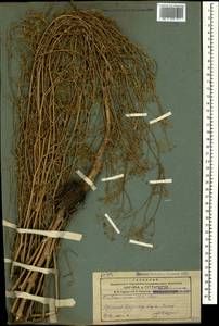 Pimpinella aurea DC., Caucasus, Armenia (K5) (Armenia)