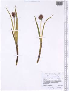 Allium semenovii Regel, Middle Asia, Northern & Central Tian Shan (M4) (Kyrgyzstan)
