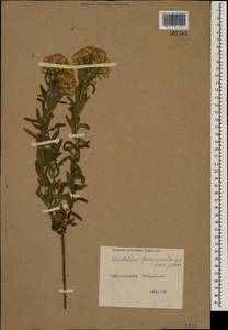 Galatella sedifolia subsp. dracunculoides (Lam.) Greuter, Caucasus, Black Sea Shore (from Novorossiysk to Adler) (K3) (Russia)