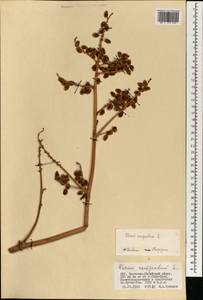 Rheum compactum L., Mongolia (MONG) (Mongolia)