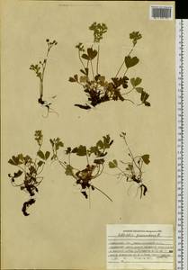 Sibbaldia procumbens L., Siberia, Western Siberia (S1) (Russia)