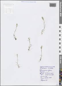 Rostraria cristata (L.) Tzvelev, Crimea (KRYM) (Russia)