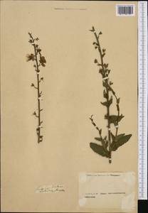 Verbascum blattaria L., Western Europe (EUR) (Not classified)