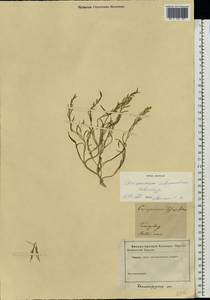 Corispermum intermedium Schweigg., Eastern Europe, North-Western region (E2) (Russia)