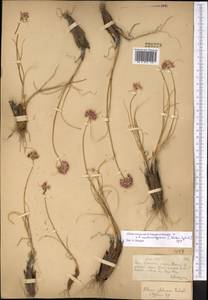 Allium cretaceum × montanostepposum  montanostepposum, Middle Asia, Muyunkumy, Balkhash & Betpak-Dala (M9) (Kazakhstan)