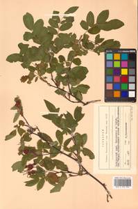 Rosa davurica Pall., Siberia, Russian Far East (S6) (Russia)