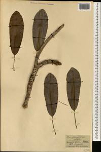 Vitellaria paradoxa subsp. paradoxa, Africa (AFR) (Mali)