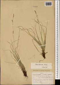 Carex pediformis var. macroura (Meinsh.) Kük., Mongolia (MONG) (Mongolia)