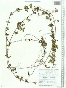 Linnaea borealis L., Eastern Europe, Northern region (E1) (Russia)