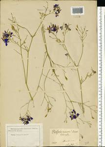 Delphinium consolida subsp. consolida, Eastern Europe, South Ukrainian region (E12) (Ukraine)