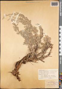 Artemisia glanduligera Krasch. ex Poljakov, Middle Asia, Western Tian Shan & Karatau (M3) (Tajikistan)