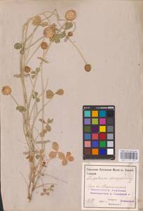 Trifolium fragiferum L., Eastern Europe, Middle Volga region (E8) (Russia)