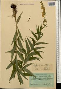 Digitalis ciliata Trautv., Caucasus, Stavropol Krai, Karachay-Cherkessia & Kabardino-Balkaria (K1b) (Russia)