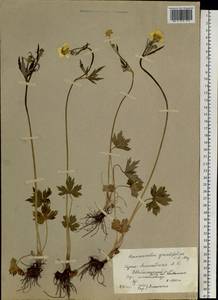 Ranunculus grandifolius C. A. Mey., Siberia, Altai & Sayany Mountains (S2) (Russia)