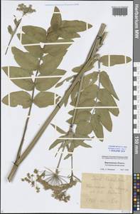 Sium latifolium L., Eastern Europe, Central forest-and-steppe region (E6) (Russia)