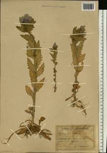 Hyoscyamus niger L., Eastern Europe, Latvia (E2b) (Latvia)