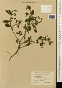 Heliotropium europaeum L., Crimea (KRYM) (Russia)