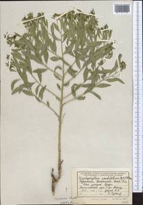 Haplophyllum acutifolium (DC.) G. Don, Middle Asia, Kopet Dag, Badkhyz, Small & Great Balkhan (M1) (Turkmenistan)