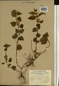 Lamium galeobdolon subsp. galeobdolon, Eastern Europe, South Ukrainian region (E12) (Ukraine)