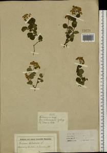 Spiraea trilobata L., Siberia, Altai & Sayany Mountains (S2) (Russia)