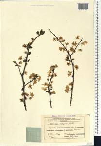 Prunus cerasus subsp. cerasus, Caucasus, Azerbaijan (K6) (Azerbaijan)