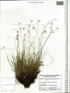 Carex capillaris subsp. fuscidula (V.I.Krecz. ex T.V.Egorova) Á.Löve & D.Löve, Siberia, Central Siberia (S3) (Russia)