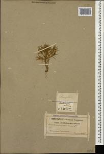 Ceratocarpus arenarius L., Caucasus, Georgia (K4) (Georgia)