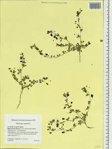 Medicago lupulina L., Siberia, Baikal & Transbaikal region (S4) (Russia)