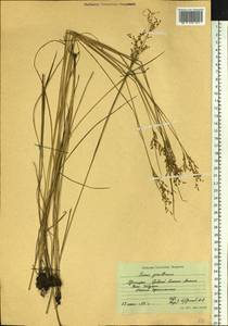 Juncus gracillimus (Buchenau) V. I. Krecz. & Gontsch., Siberia, Russian Far East (S6) (Russia)