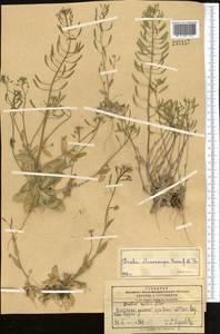 Draba stenocarpa Hook. fil. & Thomson, Middle Asia, Pamir & Pamiro-Alai (M2) (Kyrgyzstan)