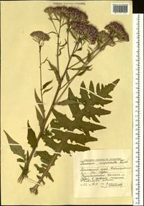 Saussurea neoserrata Nakai, Siberia, Russian Far East (S6) (Russia)