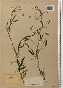 Lathyrus hirsutus L., Caucasus, Krasnodar Krai & Adygea (K1a) (Russia)