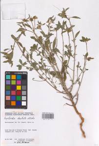 Euphorbia dentata Michx., Eastern Europe, Lower Volga region (E9) (Russia)