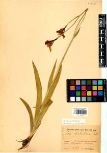 Iris dichotoma Pall., Siberia, Baikal & Transbaikal region (S4) (Russia)