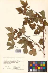 Rubus crataegifolius Bunge, Siberia, Russian Far East (S6) (Russia)