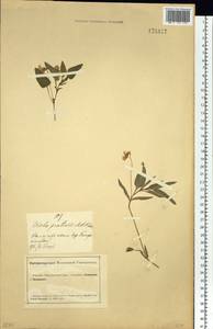 Viola pumila Chaix, Siberia, Altai & Sayany Mountains (S2) (Russia)
