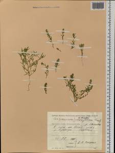 Corispermum elongatum Bunge, Siberia, Chukotka & Kamchatka (S7) (Russia)