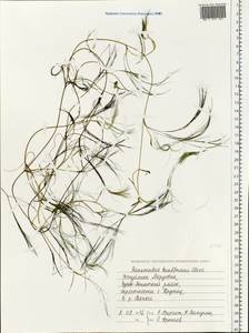 Ranunculus kauffmannii P.Clerc, Eastern Europe, Middle Volga region (E8) (Russia)