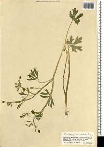 Ranunculus sceleratus L., Mongolia (MONG) (Mongolia)