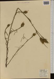 Trifolium angustifolium L., Western Europe (EUR) (Italy)