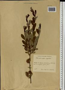 Salix aurita × starkeana × myrtilloides, Eastern Europe, Central region (E4) (Russia)