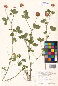 Trifolium hybridum L., Eastern Europe, Moscow region (E4a) (Russia)