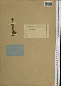 Noccaea thlaspidioides (Pall.) F.K.Mey., Siberia, Baikal & Transbaikal region (S4) (Russia)