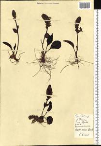 Lagotis glauca subsp. minor (Willd.) Hultén, Siberia, Central Siberia (S3) (Russia)