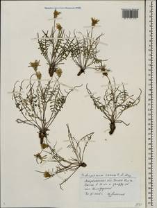 Scorzonera cana (C. A. Mey.) O. Hoffm., Eastern Europe, Lower Volga region (E9) (Russia)