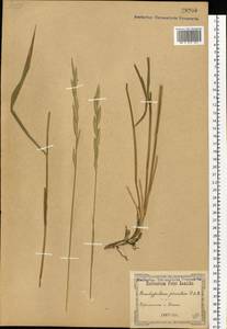 Brachypodium pinnatum (L.) P.Beauv., Eastern Europe, South Ukrainian region (E12) (Ukraine)